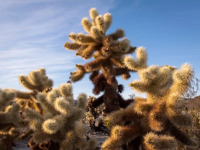 Joshua Tree National Park: Cholla Cactus at Dusk