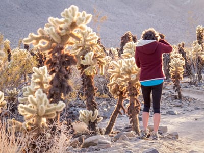 Joshua Tree National Park: Lolo in Cholla Cactus Garden
