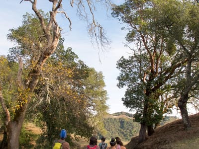 Sebastopol and Sonoma County: Mistletoe on Lake Sonoma Canoe Trail Hike