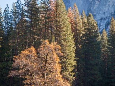 Yosemite National Park: Half Dome with Frosty Meadow
