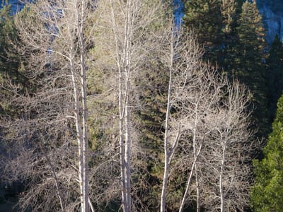 Yosemite National Park: Yosemite Birch Trees