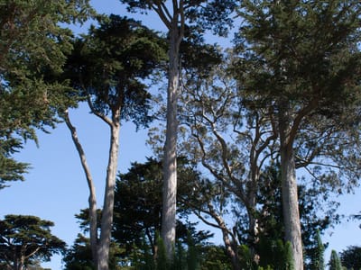San Francisco: San Francisco Botanical Gardens
