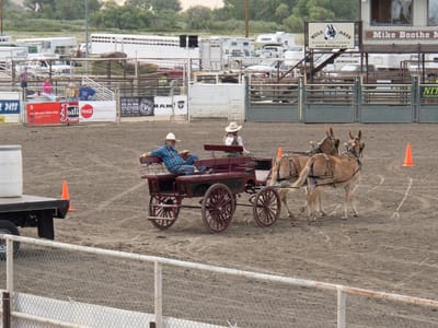 Eastern Sierra - South (Mammoth Lakes, Bishop, and Lone Pine): Mule Days Competition