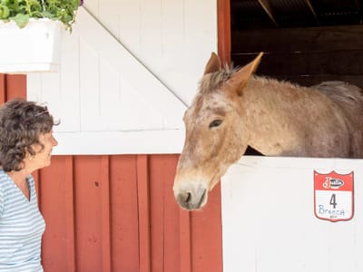 Eastern Sierra - South (Mammoth Lakes, Bishop, and Lone Pine): Lolo with Mule