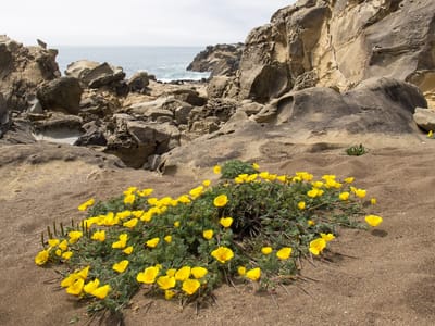 Sebastopol and Sonoma County: Salt Point State Park Coastline Wildflowers