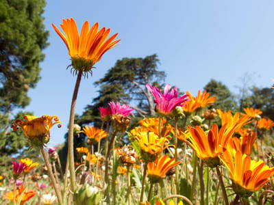 San Francisco and Flight Home: San Francisco Botanical Gardens