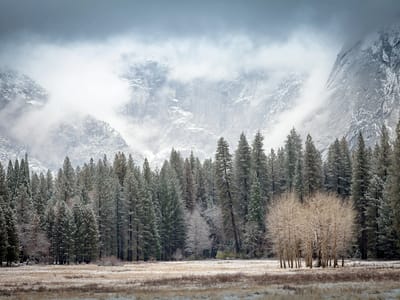 Yosemite National Park: Snowy Meadow