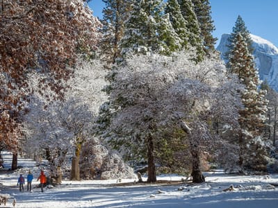Yosemite National Park: Over the River and thru the Woods...