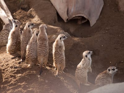 Campland on the Bay and San Diego Side Trips: Meerkats on Guard