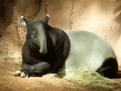 Campland on the Bay and San Diego Side Trips: Malay Tapir