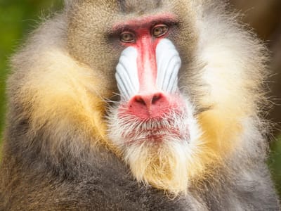 Campland on the Bay and San Diego Side Trips: Mandrill