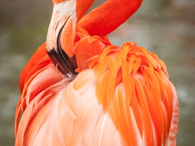 Campland on the Bay and San Diego Side Trips: Flamingo