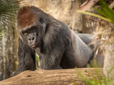 Campland on the Bay and San Diego Side Trips: Gorilla