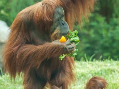 Campland on the Bay and San Diego Side Trips: Orangutan