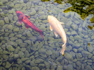 Campland on the Bay and San Diego Side Trips: Koi in Japanese Friendship Garden