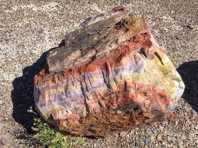 Petrified Forest National Park: Vibrant colors of a petrified log
