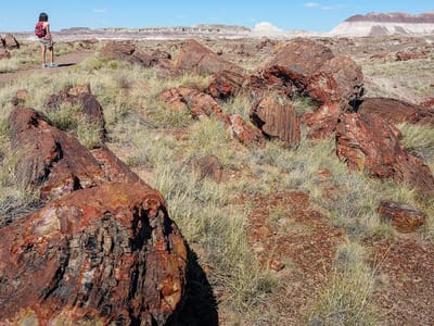 Petrified Forest National Park: Long Logs Trail