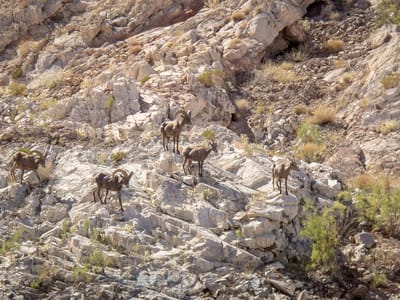 Lake Mead National Recreation Area: Desert Bighorn Sheep in Indian Canyon Cove