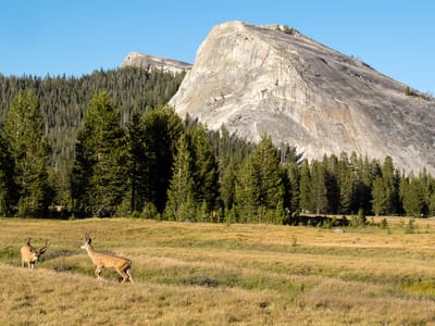 Yosemite - Tuolumne Meadows: Deer frolicking in the meadow