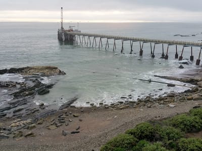 Carpinteria Beach / Solvang: Seals on Carpinteria Beach