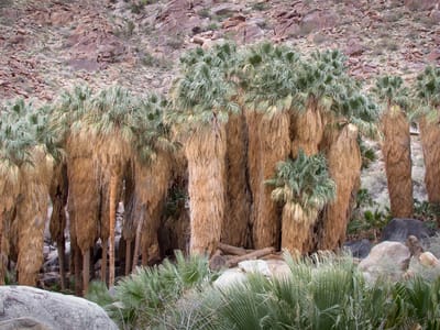 Anza-Borrego State Park: Borrego Palms Oasis