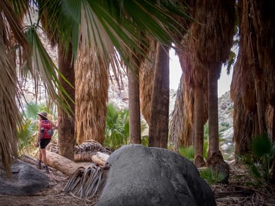 Anza-Borrego State Park: Lolo among the Palms