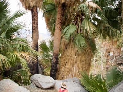 Anza-Borrego State Park: Hellhole Canyon palm oasis