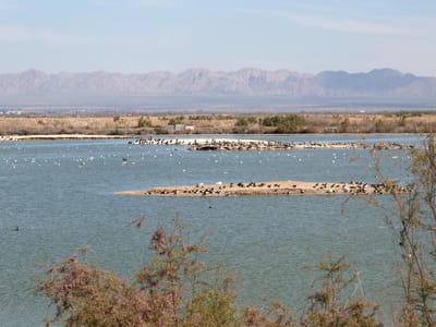 Anza-Borrego State Park: Salton Sea - Sonny Bono National Wildlife Refuge