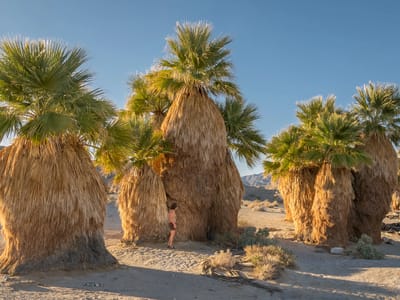 Anza-Borrego State Park: 17 Palms Oasis