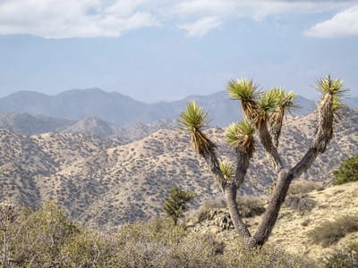 Joshua Tree National Park: Covington Flats to Eureka Peak