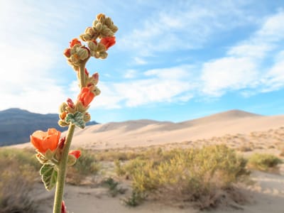 Death Valley - Eureka Dunes: Desert Bloom