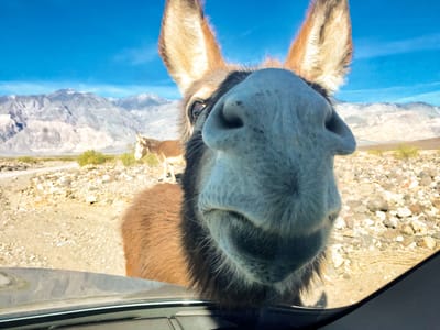 Death Valley - Saline Valley Warm Springs: Good Riddance!!