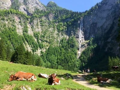Berchtesgaden National Park: Friendly German cows lounging near the Rothbachfall