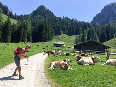 Berchtesgaden National Park: Herb playing with the cows on Konigsbach Alm