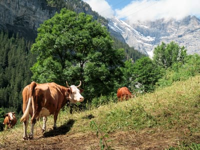 Stechelberg, Gimmelwald, and Murren: Gimmelwald cows