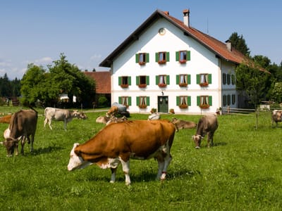 Wieskirche, Andechs Monastery, and Ampersee: Cows grazing near the Wieskirche