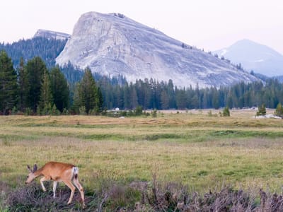 Yosemite - Tuolumne Meadows: Lembert Dome