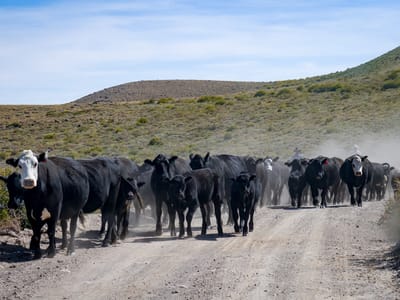 Bodie State Historic Park: Traffic jam on the road to Bodie