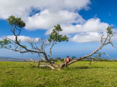Kailua-Kona (Big Island): Interesting tree on Pu’u Wa’awa’a summit