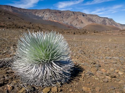 Maui: Haleakala Silversword