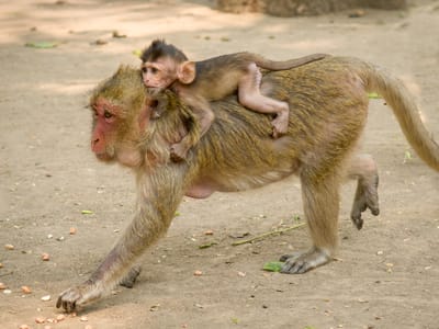 Sukhothai: Mama macaque monkey and her young