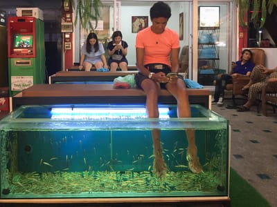 Chiang Mai: Fish spa anyone?