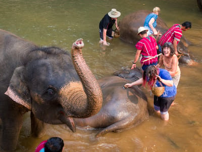 Chiang Mai: Lolo bathing the elephants