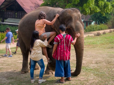 Chiang Mai: Lolo mounting her pachyderm