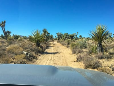 Mohave Road - Fort Piute (mile 23.7) to just shy of Marl Springs (mile 77): Joshua trees along the Mojave Road