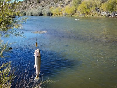 Bridgeport: East Walker River