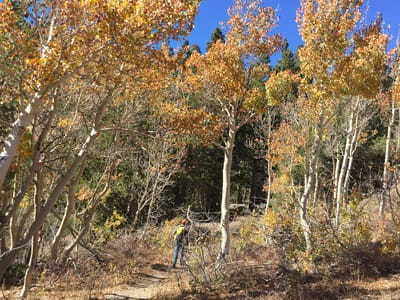 Bridgeport: Foliage along the Virginia Lakes Trail