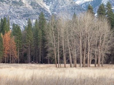 Yosemite Valley: The barren trees of winter