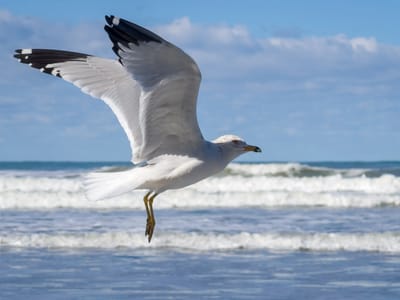 San Diego: Resident of Black's Beach