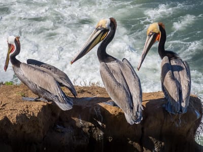 San Diego: California brown pelicans